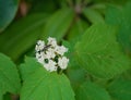 DollÃ¢â¬â¢s Eyes Ã¢â¬â Actaea pachypoda